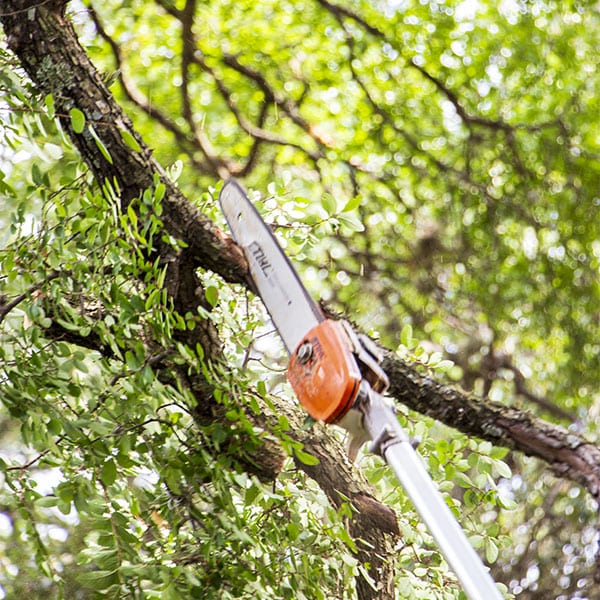 Tree Trimming