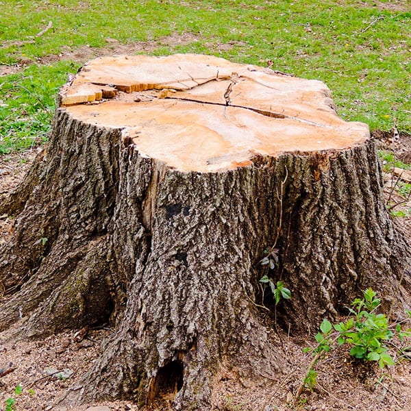 Stump Removal