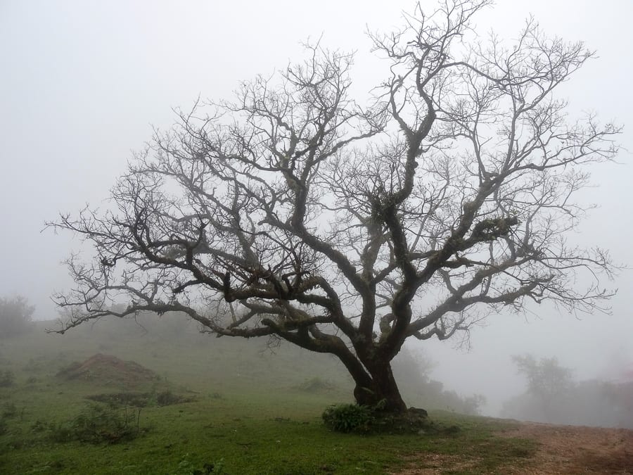 Tree Diseases