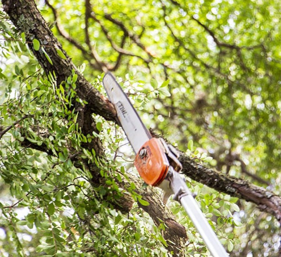 Tree Trimming