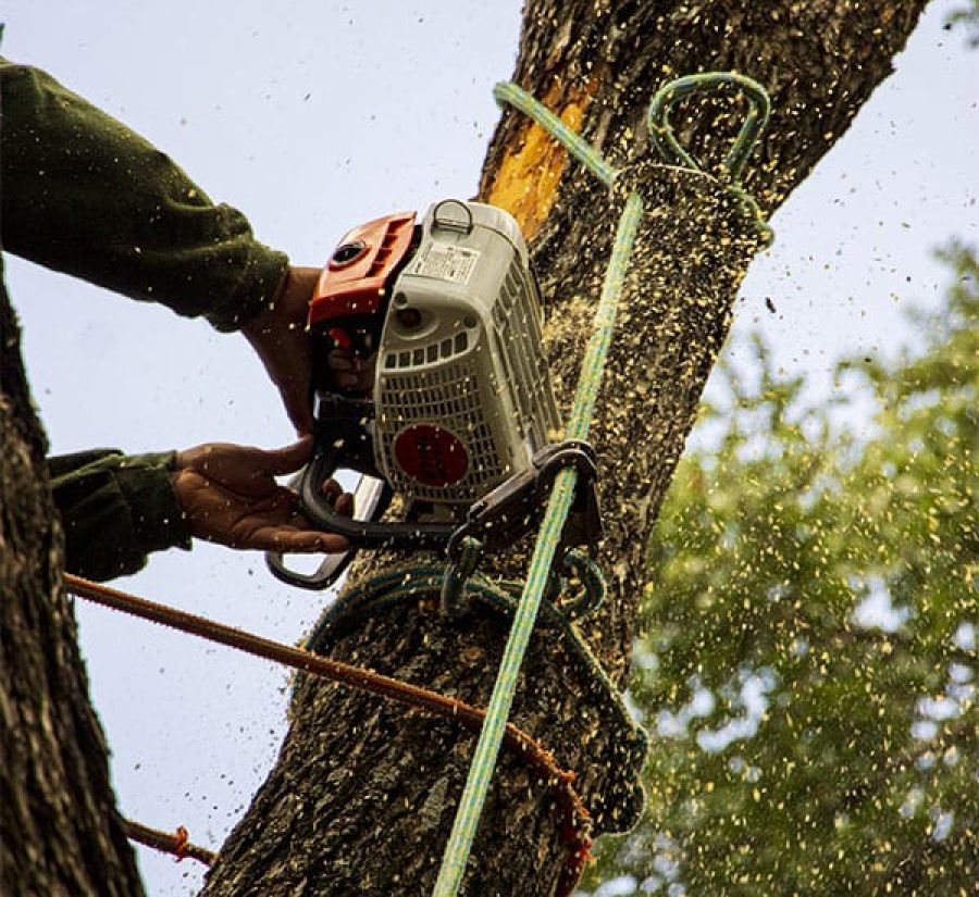 Tree Removal with Saw Dust